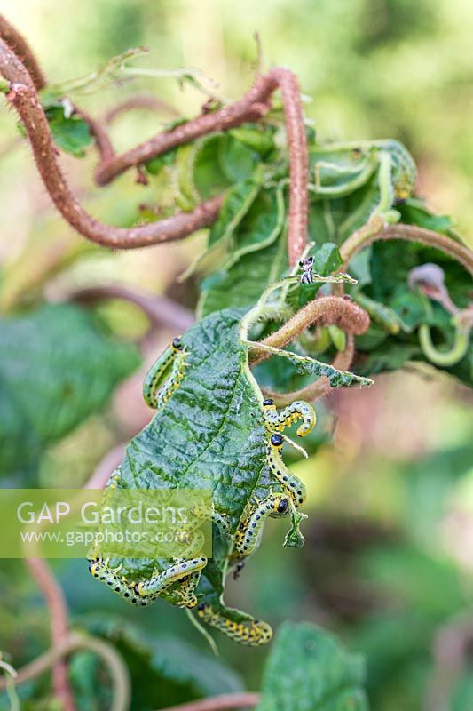 Sawfly caterpillars eating Twisted Hazel foliage.