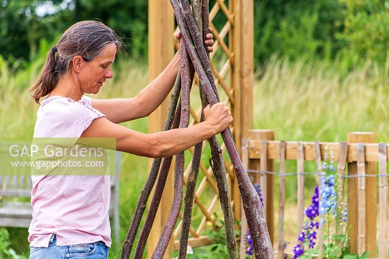 Woman erecting a hazelstick wigwam for growing Sweetpeas.