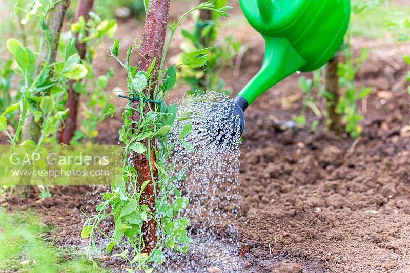 Woman watering the newly planted young Sweetpea plants using a watering can.