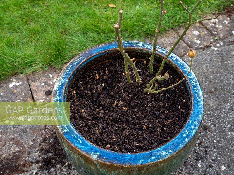 Planting bare rooted rose into pot - step by step. Rosa Dusky Maiden - Tea and old hybrid tea rose - unti bands holding stems together.