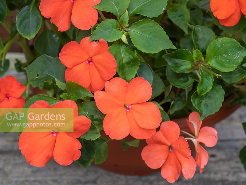 New Beacon Impatiens 2019 - Ball Colegrave busy lizzie.  Shade loving annual, new introduction, disease resistant.  Orange annual container plant.