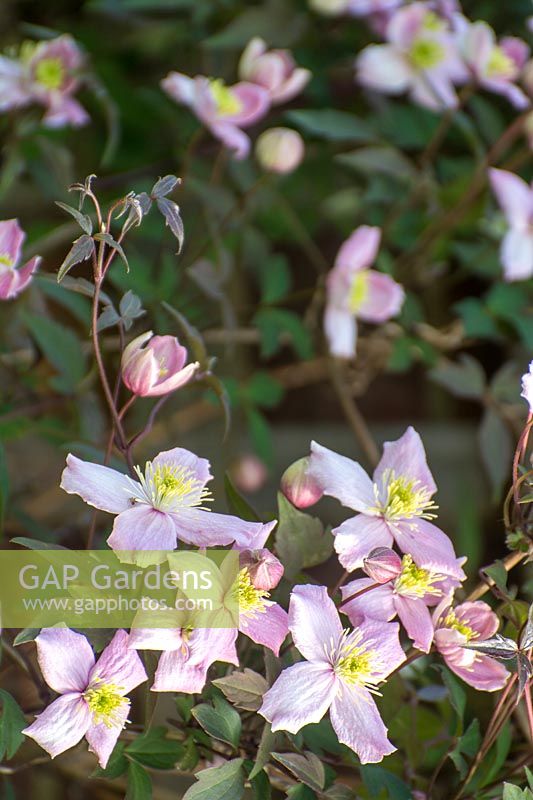 Clematis montana - Pruning, cutting back, maintenance.  Major prune of clematis soon after flowering in spring.