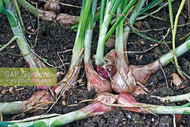 Allium cepa 'Sante' - Shallot - growing in the ground