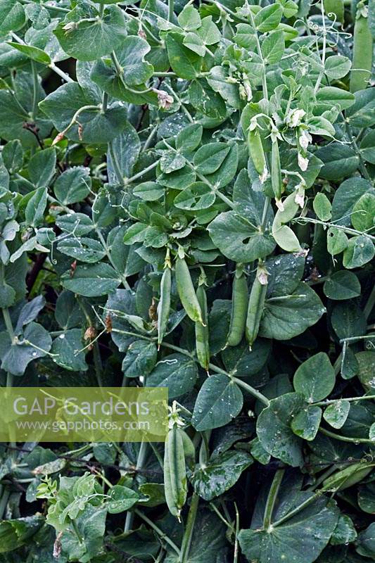 Pisum sativum 'Early Onward' - Pea - plant with hanging pods