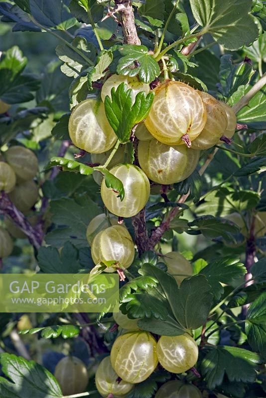 Ribes uva-crispa 'Invicta' - Gooseberry - berries on bush