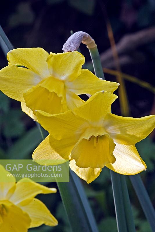 Narcissus 'Dickcissel' - Daffodil
