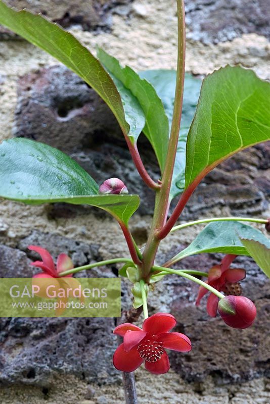 Schisandra rubrifolia - Chinese Magnolia Vine