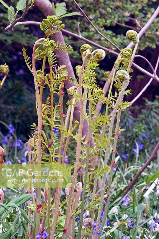 Osmunda regalis - Royal Fern - fronds unfurling in a garden setting