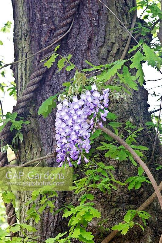 Wisteria sinensis 'Prolific' growing up ropes in a Quercus - Oak Tree