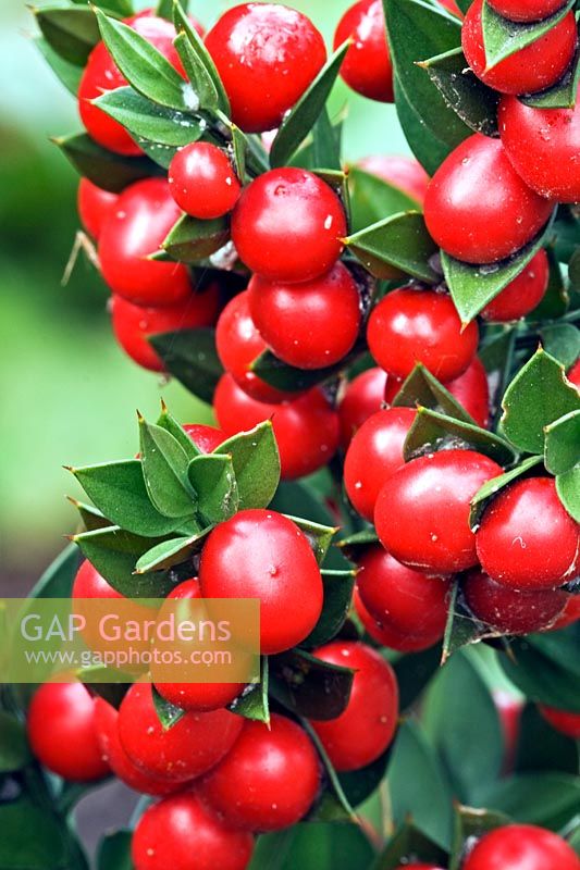 Ruscus aculeatus - Butcher's Broom - with red berries