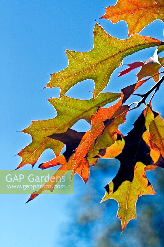 Quercus palustris - Pin Oak o Swamp Spanish Oak - leaves against a blue sky