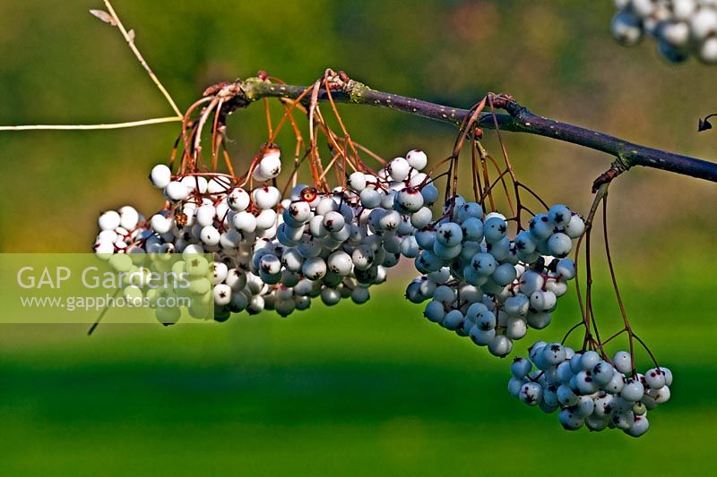 Sorbus koehneana - Koehne Mountain Ash - berries hanging from a branch