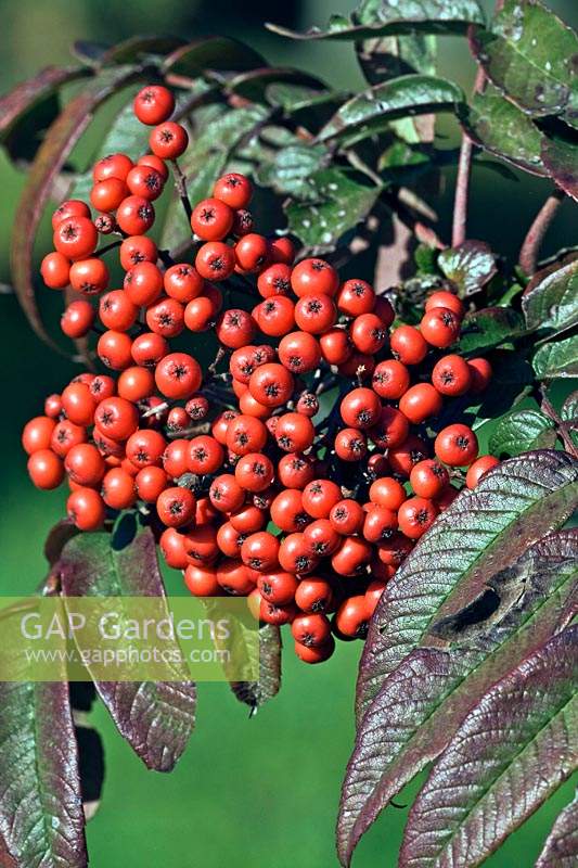 Sorbus wilsoniana - Chinese Rowan - berries nestling amongst leaves