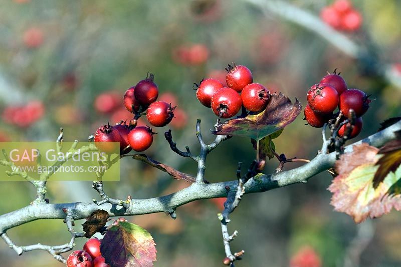 Crataegus merita - berries on bare branches