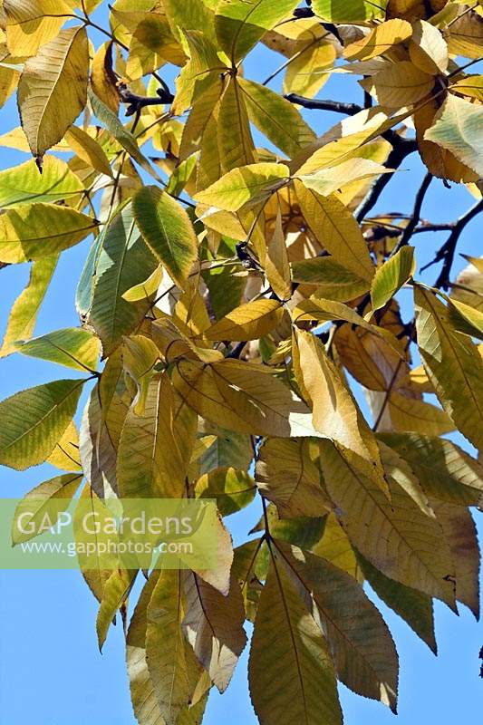 Carya ovata var. pubescens - Shagbark Hickory - leaves against blue sky
