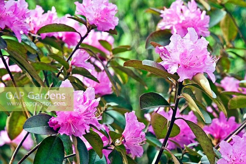 Rhododendron 'Peter John Mezitt' - PJM Group