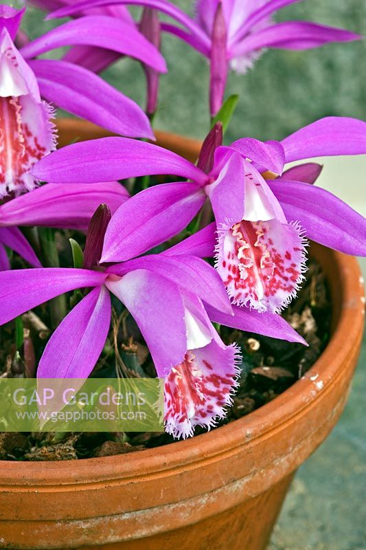 Pleione formosana 'Claire' Alba Group - Orchid - in a clay pot