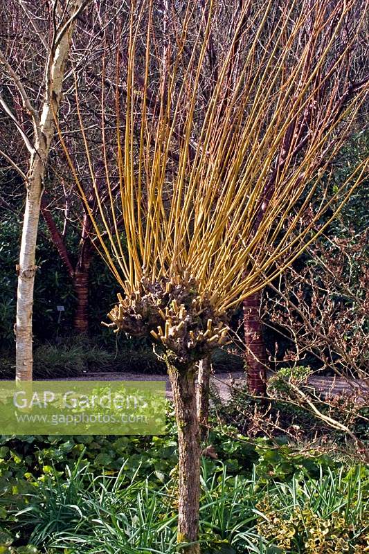Salix alba var.vitellina 'Britzensis' - Golden Willow - showing half of the stems have been pollarded