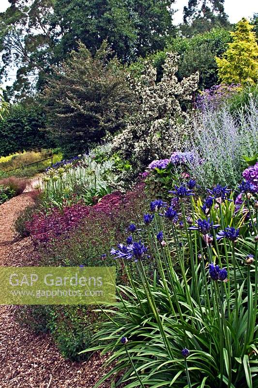View along a mixed border of flowering perennials such as Agapanthus and shrubs
