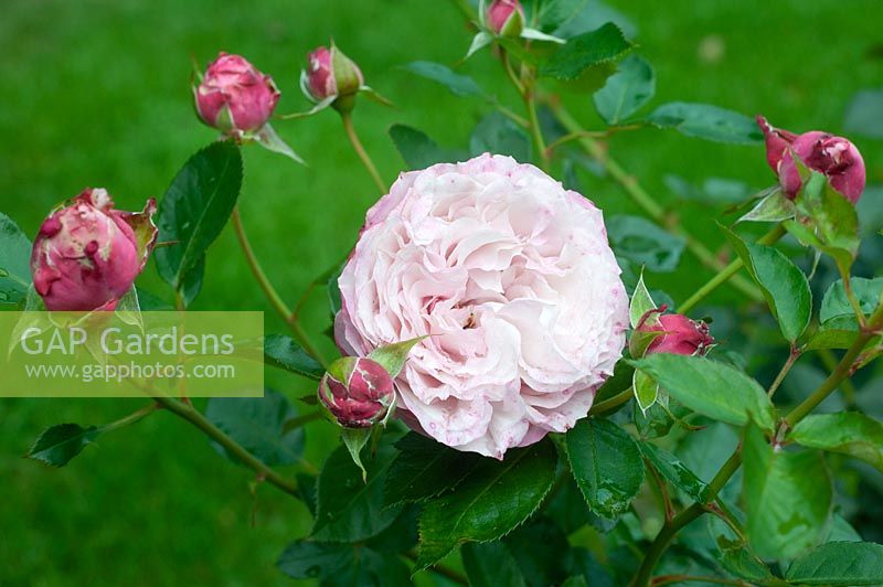 Rosa 'Rozenfaszination' syn. 'Jardins de Chaumont-sur-Loire' - Rose