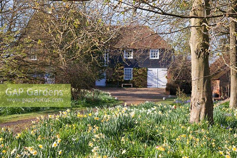 View across beds of naturalised Narcissus - Daffodil - to 19th century oast house