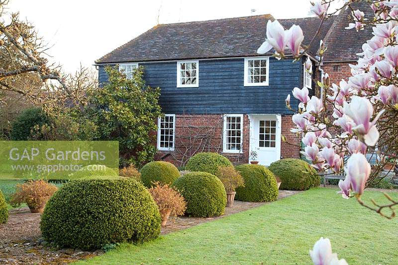 Magnolia x soulangeana blossom alongside lawn with double row of Buxus - Box - balls either side of path to house
