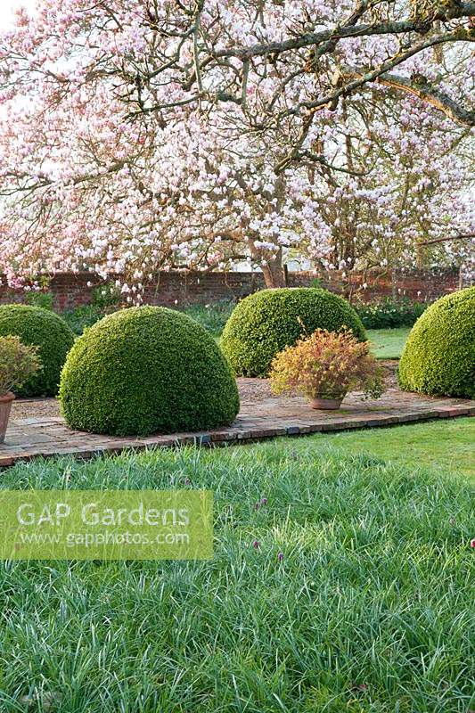 View across lawn towards path lined with double row of Buxus - Box - spheres with containers of Abelia in between. Magnolia x soulangeana blossom overhead
