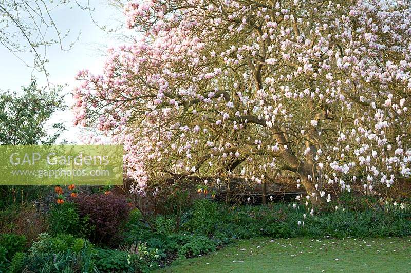 Mature Magnolia x soulangeana overhanging lawn and L-shaped herbaceous border 
