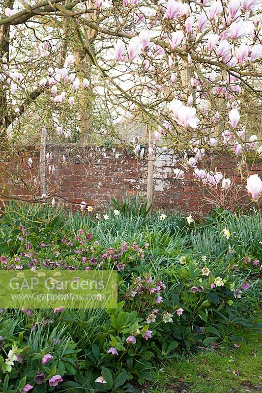 Magnolia x soulangeana underplanted with Helleborus - Hellebore - Narcissus - Daffodil with old brick wall in background
