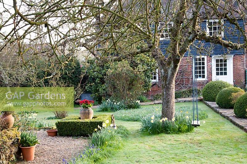 Planting in front of the house, lawn with longer areas of grass for naturalised bulbs plus trees and shrubs underplanted with Narcissus - Daffodil. Gravel area with container plantings. Row of Buxus - Box - topiary spheres alongside path to the door
