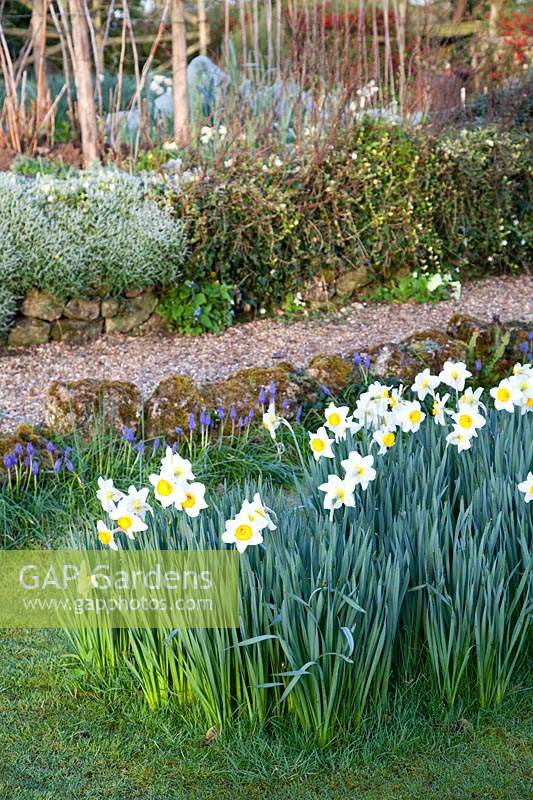 Grass with Narcissus 'High Society' - Daffodil - with Muscari - Grape Hyacinth behind