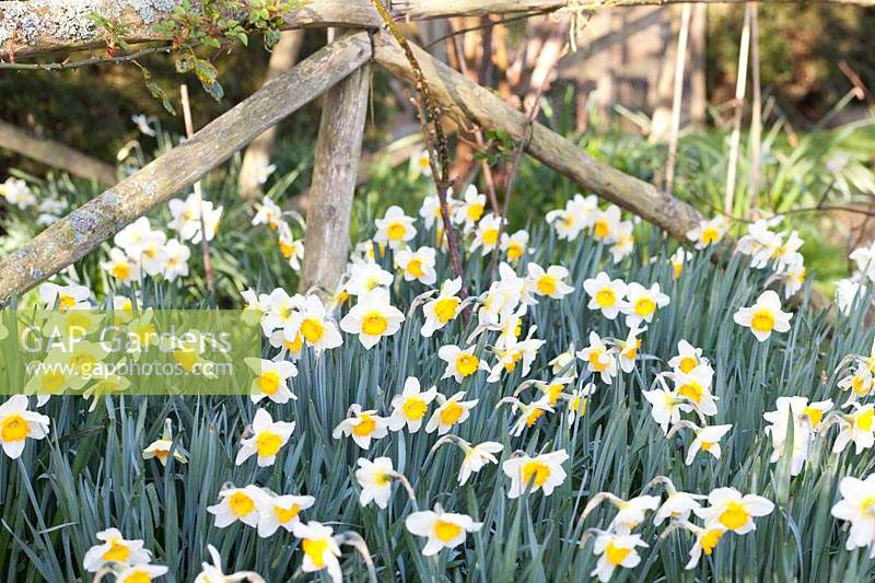 Narcissus 'High Society' - Daffodil 
