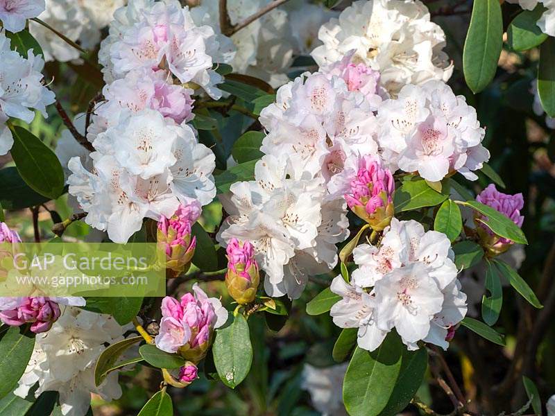 Rhododendron 'Schneekrone'