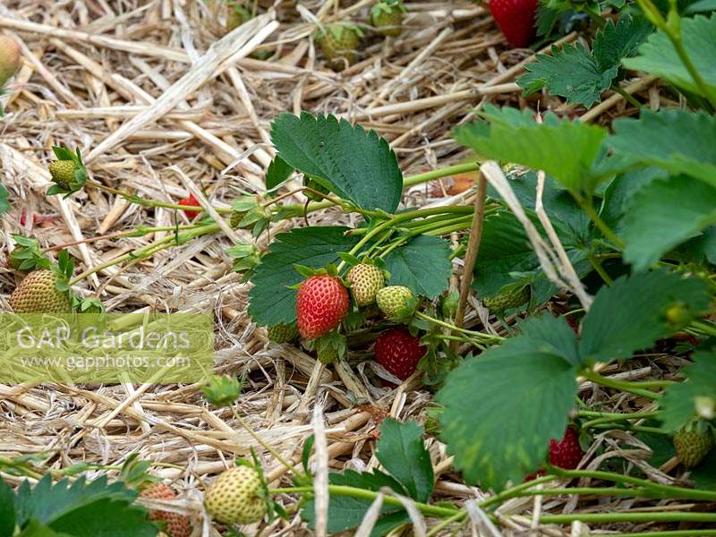 Dry mulch under Strawberry, Fragaria x ananassa - plants to prevent pest slugs, snails and water damage.