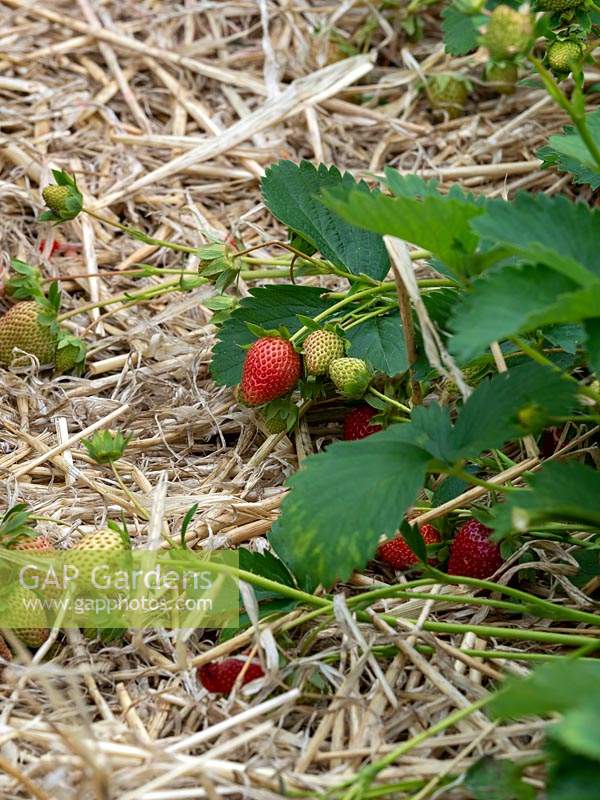 Dry mulch under Strawberry, Fragaria x ananassa - plants to prevent pest slugs, snails and water damage.