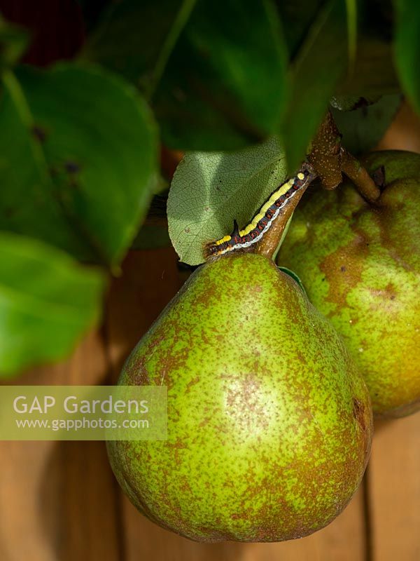 Caterpiller of Dagger Moth on pears