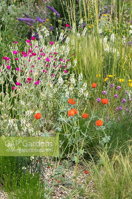 The Drought Tolerant Garden at the RHS Hampton Court Palace Garden Festival 2019. Planting combination for a dry gravel garden includes Lychnis coronaria, Glaucium corniculatum - syn. Glaucium flavum var. auranticum.