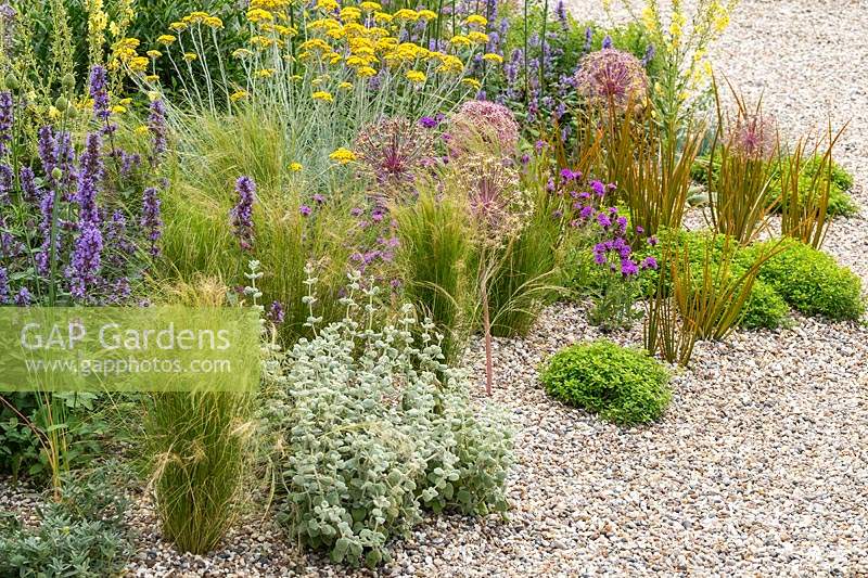 RHS Hampton Court Palace Garden Festival 2019. Planting combination for a dry gravel garden includes Stipa tenuissima, Ballota pseudodictamnus, Allium cristophii, Nepeta, Verbena rigida, Libertia peregrinans.