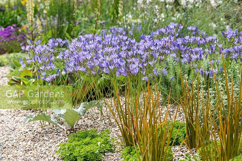 RHS Hampton Court Palace Garden Festival 2019. Planting in gravel includes Triteleia laxa, Libertia perigrinans, Sedum spurium 'Green Mantle'.