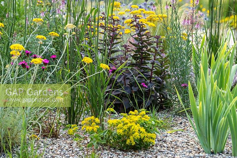 RHS Hampton Court Palace Garden Festival 2019. Planting combination for a dry gravel garden includes Sedum 'Weinstephner Gold', Hylotelephium 'Karfunkelstein', Helichrysum italicum, and Dianthus carthusianorum.