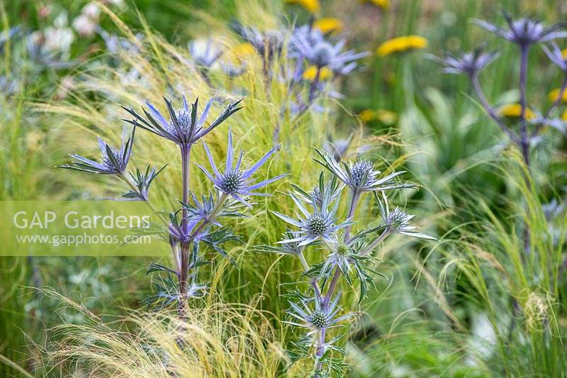 The Drought Tolerant Garden at the RHS Hampton Court Palace Garden Festival 2019. Designers: David Ward and Beth Chatto. Contrasting textures of Eryngium bourgatii with Stipa tenuissima.