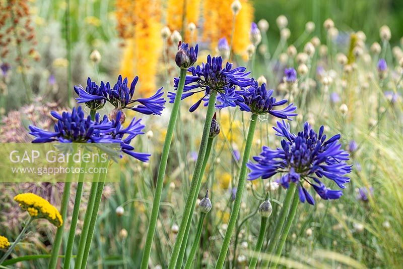 Agapanthus 'Navy Blue' syn. 'Midnight Star'. The Drought Tolerant Garden at the RHS Hampton Court Palace Garden Festival 2019. Designers: David Ward and Beth Chatto. 