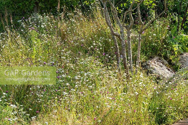 A naturalistic garden with a multi-stemmed tree in a wild flower meadow. The RHS Back to Nature Garden designed by HRH The Duchess of Cambridge, Andree Davies and Adam White at the RHS Hampton Court Palace Garden Festival 2019.