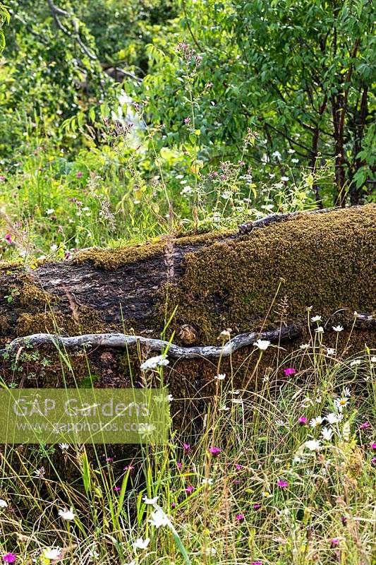 A fallen tree trunk and wild flowers in a naturalistic garden designed for children to play in and engage with nature. The RHS Back to Nature Garden at the RHS Hampton Court Palace Garden Festival 2019.