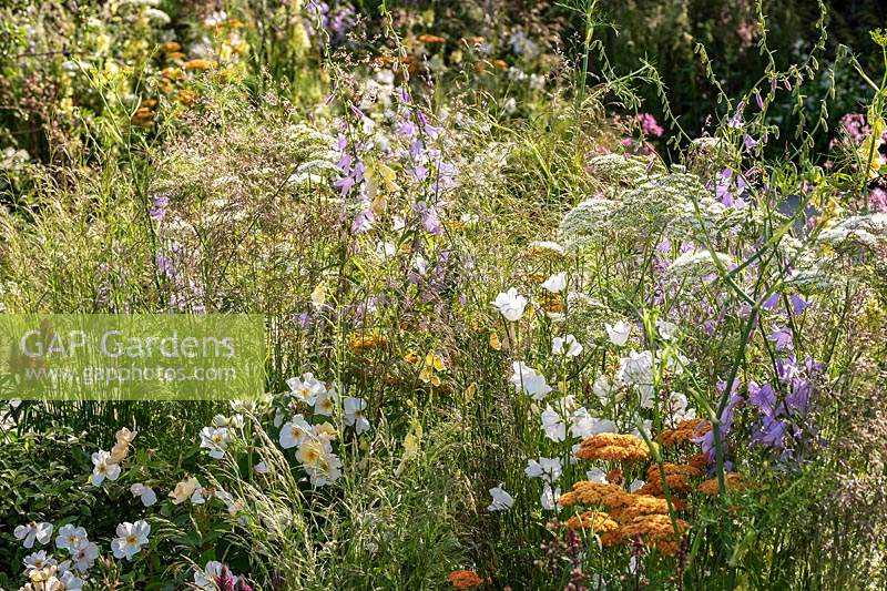 Wildlife-friendly plants designed to attract pollinators to a garden. The Urban Pollinator garden designed by Caitlin McLaughlin at the RHS Hampton Court Palace Garden Festival 2019. Sponsor: Warner's Distillery.