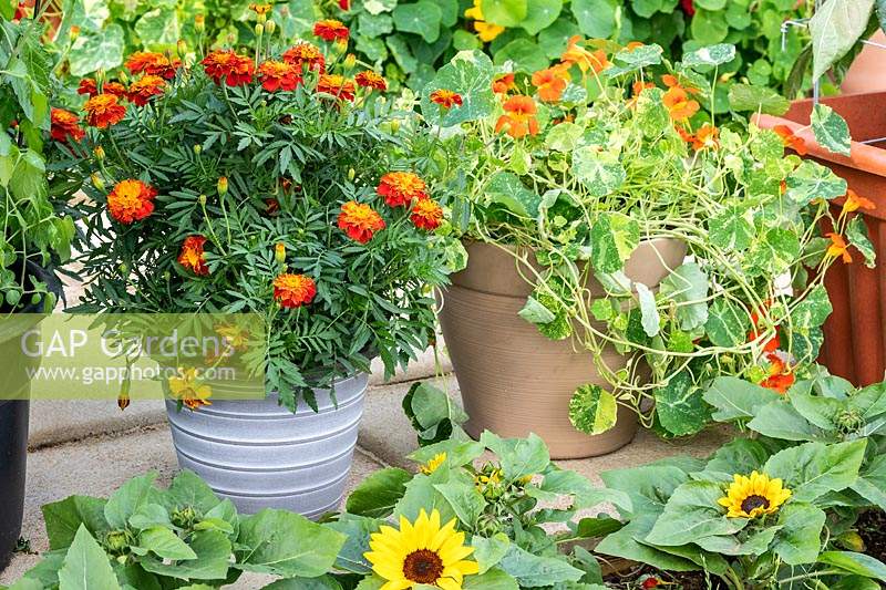 Containers of Tagetes - Marigolds - and Nasturtiums. The Edible Eden garden designed by Chris Smith, Pennard Plants at the RHS Hampton Court Palace Garden Festival 2019. Sponsor: Burpee Europe Ltd.