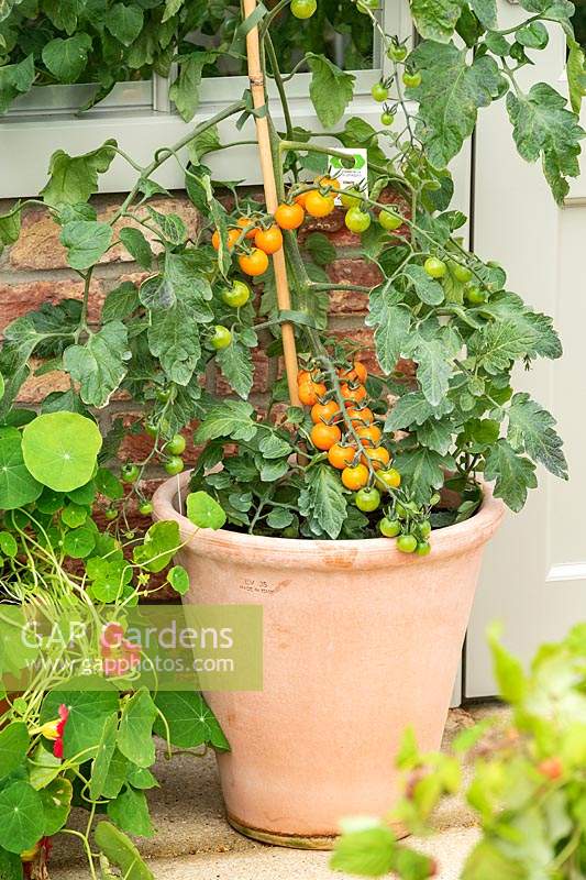 A tomato plant with ripening golden cherry tomatoes, growing outdoors in a container. The Edible Eden garden designed by Chris Smith, Pennard Plants at the RHS Hampton Court Palace Garden Festival 2019. Sponsor: Burpee Europe Ltd.