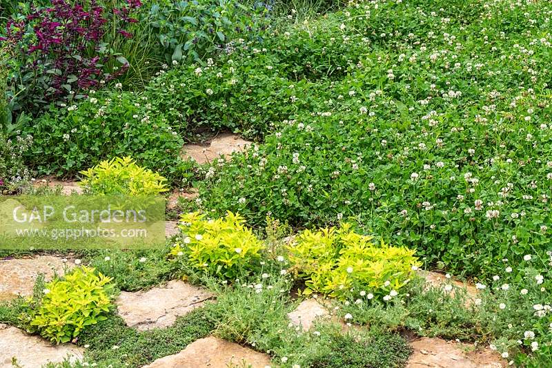 A naturalistic garden with groundcover plants of Trifolium repens - White Clover - Thymus - Thyme - and Matricaria chamomilla - Chamomile - planted amongst paving stones to attract and sustain wildlife, including bees and other insects. RHS Hampton Court Palace Garden Festival 2019.