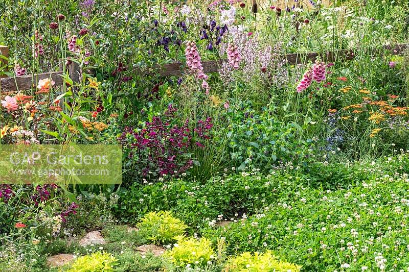 A naturalistic wildlife-friendly garden with colourful flowers including Digitalis and a lawn of Trifolium repens - White Clover, providing a habitat for wildlife, birds, insects and bees. RHS Hampton Court Palace Garden Festival 2019.