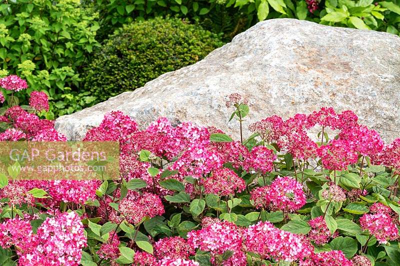 Hydrangea arborescens 'Ruby' and a large natural stone add striking features to a garden.  RHS Hampton Court Palace Garden Festival 2019. Sponsor: Smart Energy GB.